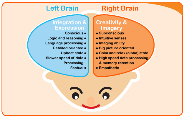 How your child's brain develope Heguru