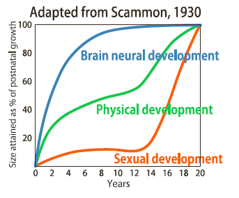 Understanding the development of your child's brain with age