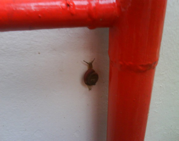 Snail