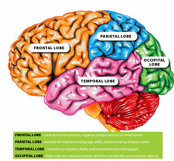 How the brain works