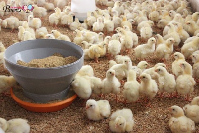 Kee Song Farm little chicks