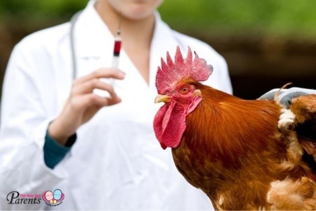 kee song chicken taking antibiotics