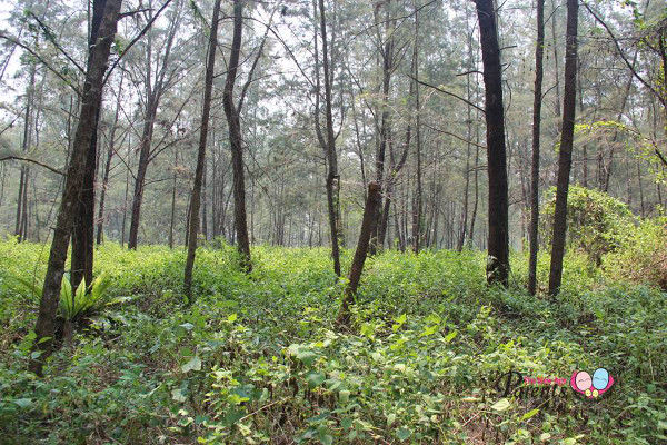 abundance of trees in serangoon island