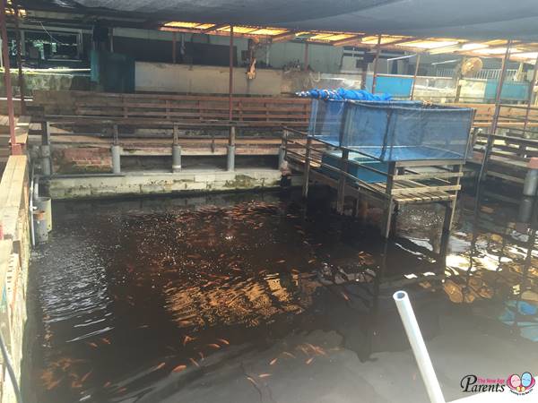 fish feeding at Hausmann Marketing Aquarium Singapore