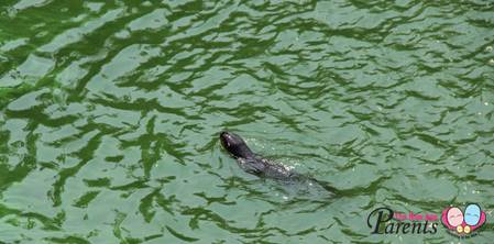 otters in singapore