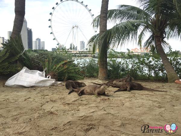 family of otters at marina reservoir