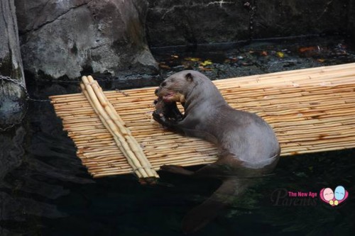 otter in River Wonders