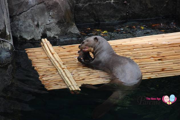 otter in river safari