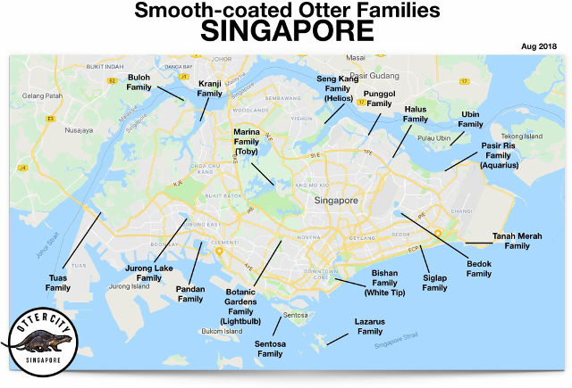 Where To Find Otters In Singapore