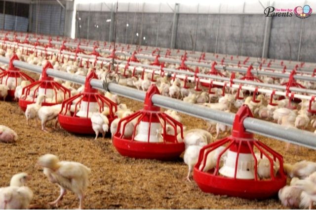 Chickens in Kee Song Farm are fed with Lactobacillus