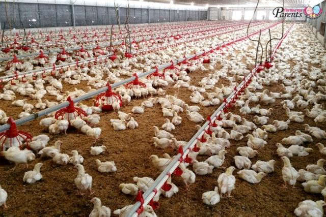 Kee Song Chickens reared in farms