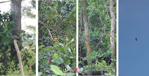 birds in kranji marshes park singapore