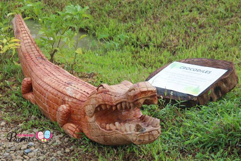 crocodile warning signs in kranji marshes singapore