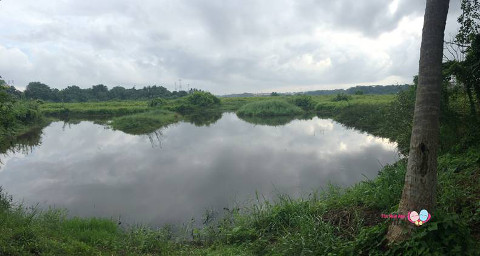 marshland in kranji singapore