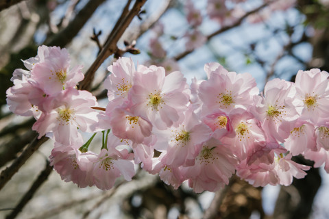 beautiful cherry flowers in singapore