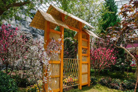 cherry blossoms in singapore