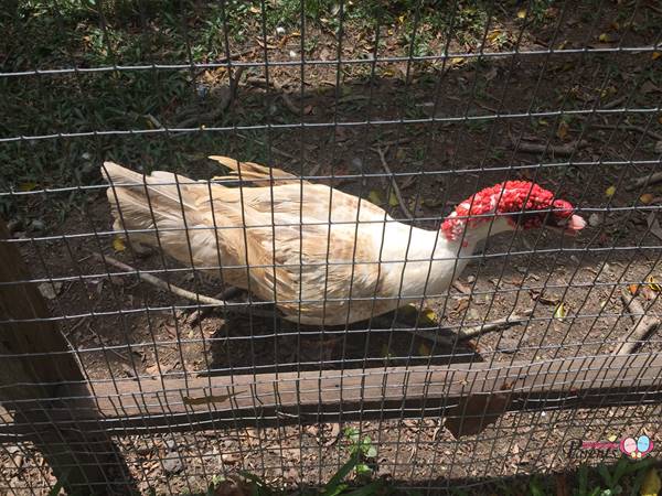 birds in the animal resort seletar