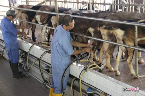 fresh goat milk in hay dairies singapore