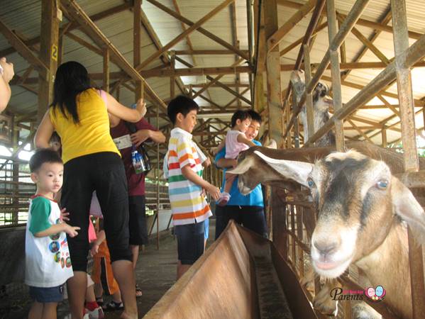 goat farm singapore