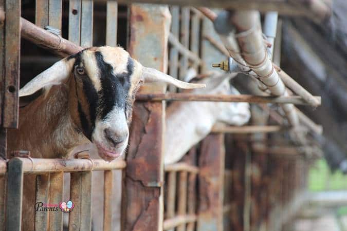 hay dairies goat farm in singapore