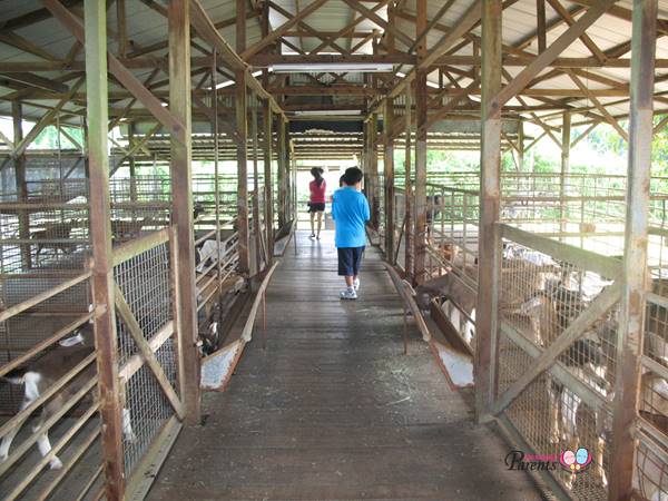 hay dairies goat farm in singapore