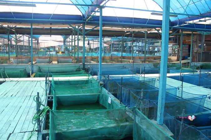 koi fishes in nippon koi farm singapore