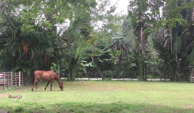 lone horse in the animal resort singapore