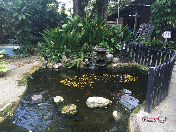 lovely pond in the animal resort singapore