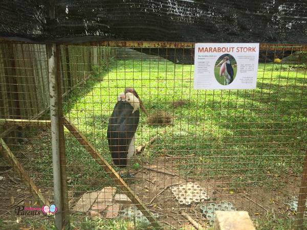 marabout stork in seletar farmway animal resort