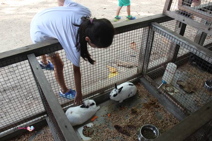 patting rabbits in animal resort singapore