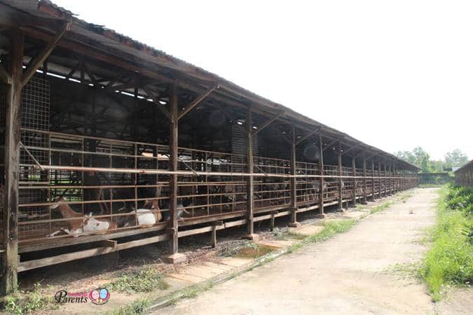 pens in goat farm singapore