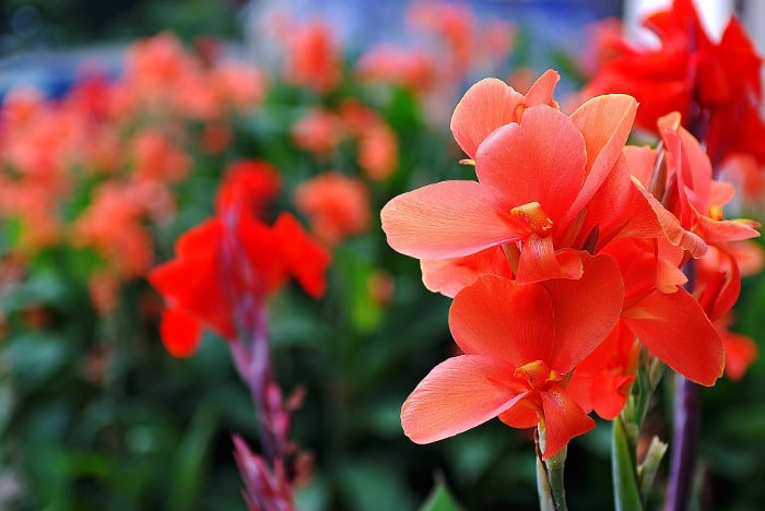 10 Kinds Of Flowers You Can Give Your Wife On Her Birthday - Gladiolus