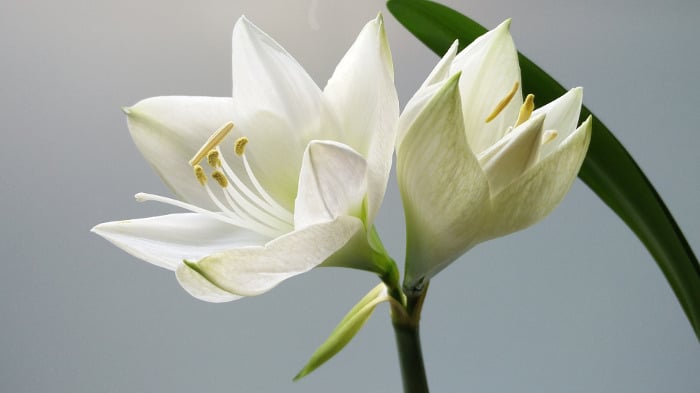 10 Kinds Of Flowers You Can Give Your Wife On Her Birthday- Lilies