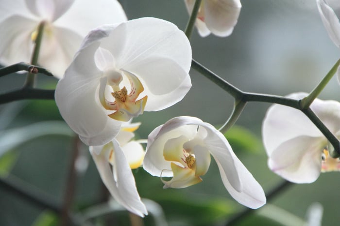 10 Kinds Of Flowers You Can Give Your Wife On Her Birthday - Orchids