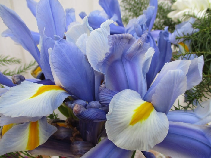 Flowers You Can Give Your Wife On Her Birthday - Irises