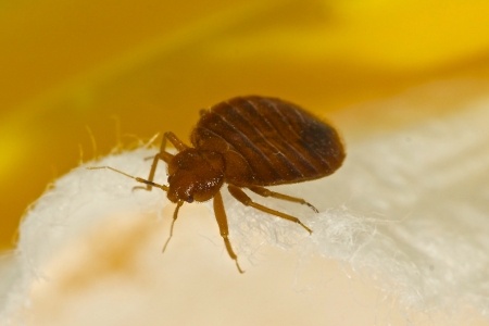how to spot bed bugs at home
