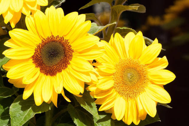 Kinds Of Flowers You Can Give Your Wife On Her Birthday Sunflowers