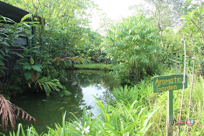 aromatic garden in bollywood farm singapore