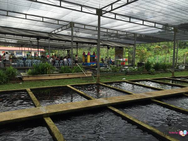 birthday parties at mainland tropical fish farm