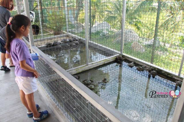 bullfrog and tortoise feeding in animal farmart singapore