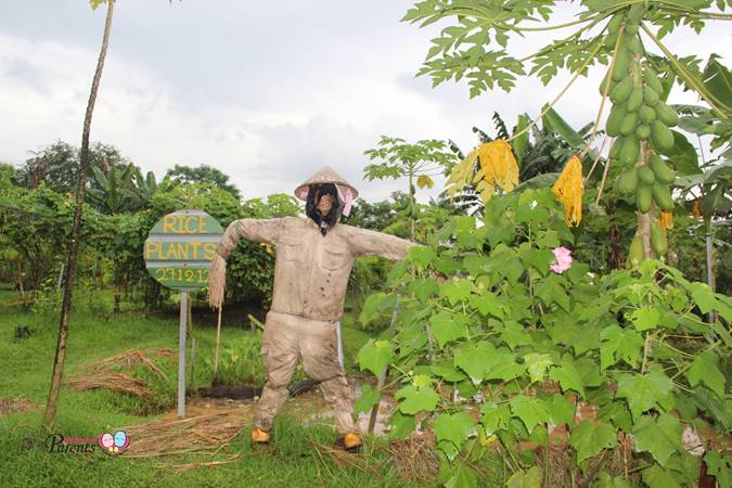 cool scarecrow at singapore bollywood veggies farm