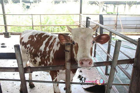 curious cow in cattle farm singapore