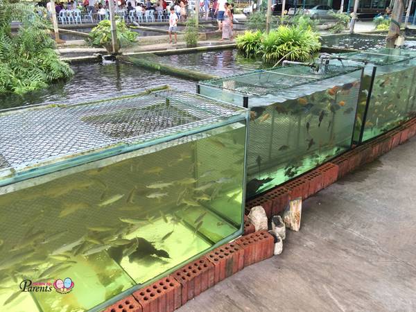 display tanks in fish farm singapore