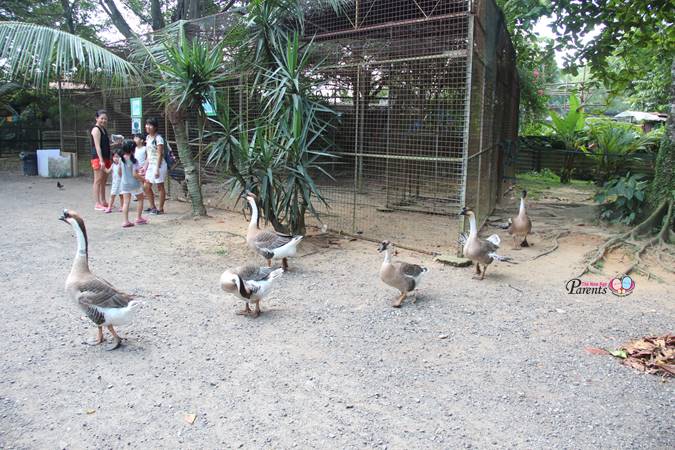 family of goose at seletar animal resort