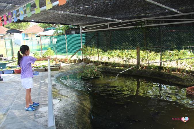 fish feeding in farmart singapore