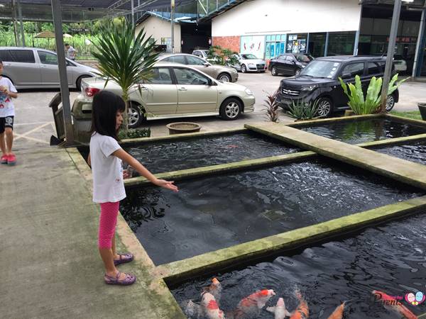 fish feeding in mainland fish farm