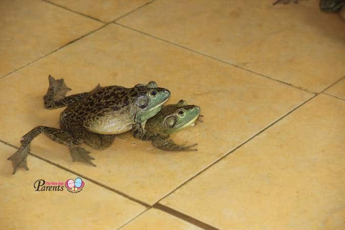 frog mating at jurong frog farm kranji singapore