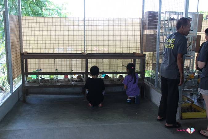 hamster and bird feeding in animal farm singapore