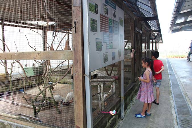 animal corner in kranji weekend farm