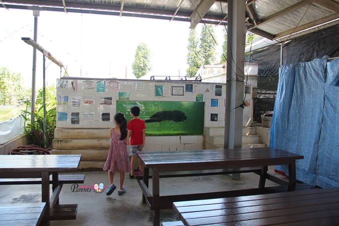 arapaima and catfish tank at kok fah technology farm